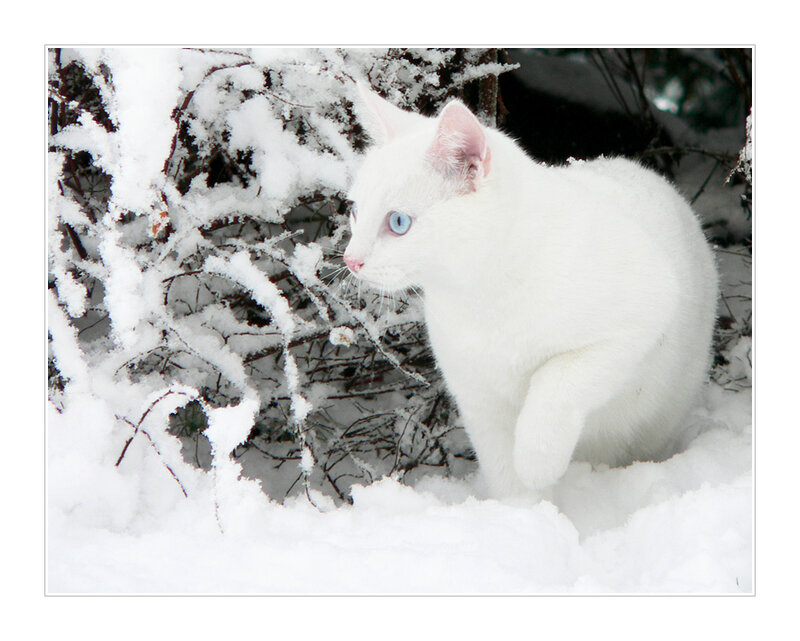 White Cat with Blue Eyes — Calm, Winter