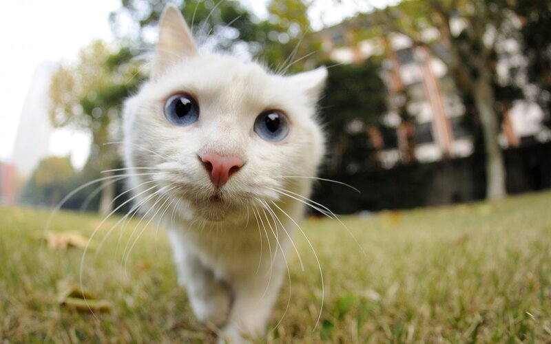 White Cat with Blue Eyes — Curious, Afternoon