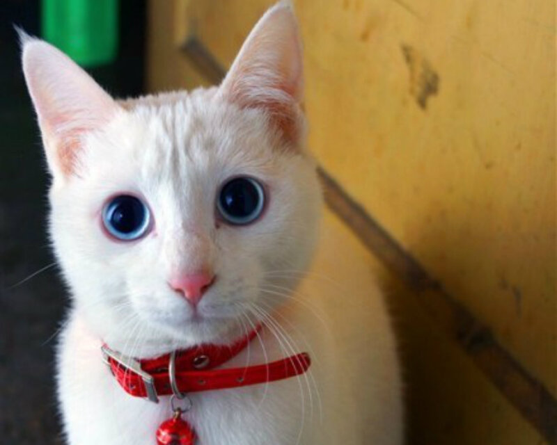 White Cat with Blue Eyes — Curious, Photograph, Red Collar