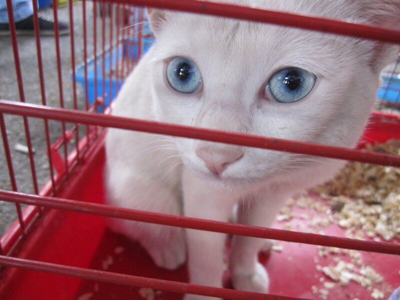 White Cat with Blue Eyes — Curious, Photograph