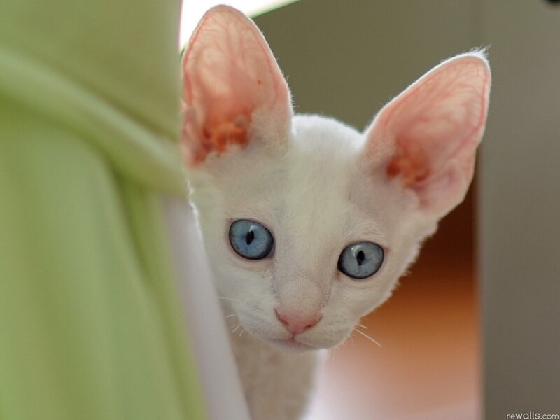 White Cat with Blue Eyes — Curious