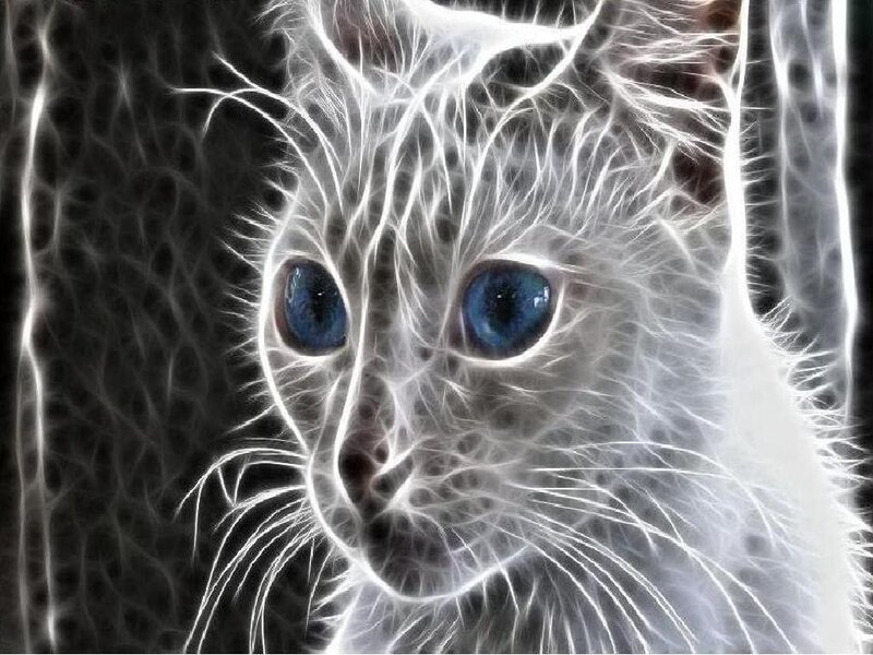 White Cat with Blue Eyes — Dramatic, Digital Art