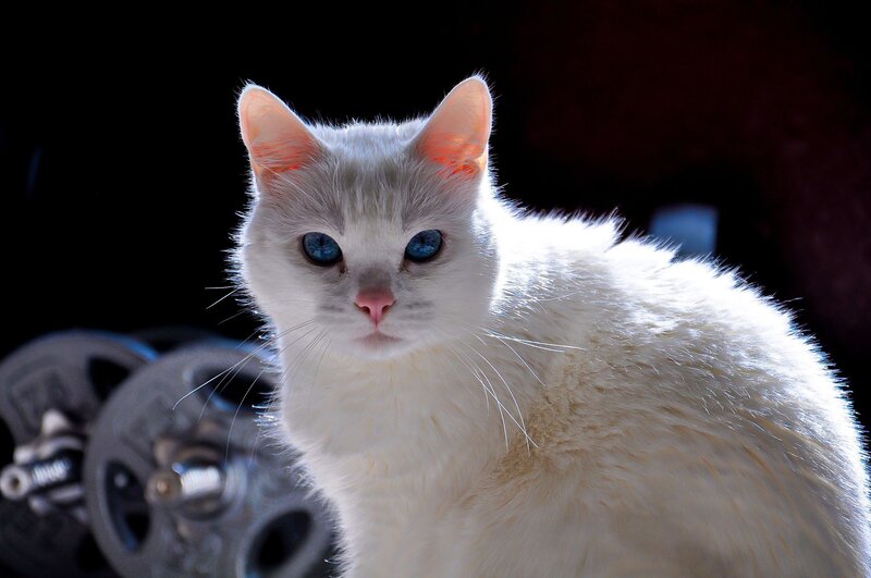 White Cat with Blue Eyes — Dramatic, Photograph, Dumbbell