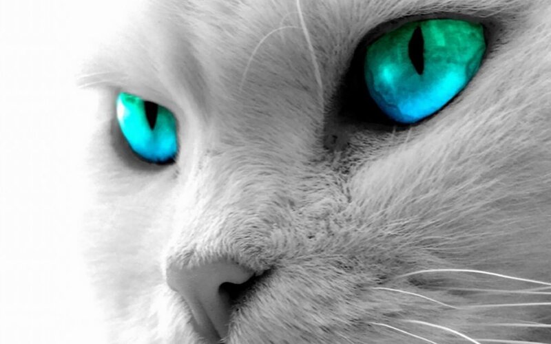White Cat with Blue Eyes — Dramatic, Photograph, Fur