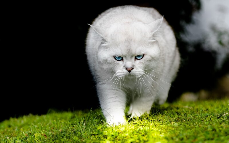 White Cat with Blue Eyes — Dramatic, Photograph, Grass