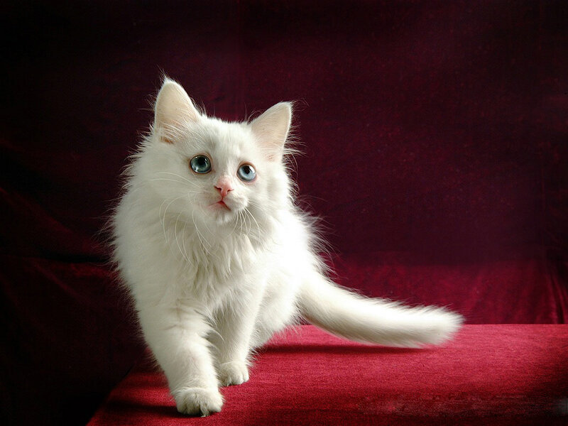 White Cat with Blue Eyes — Dramatic, Photograph, Red Fabric