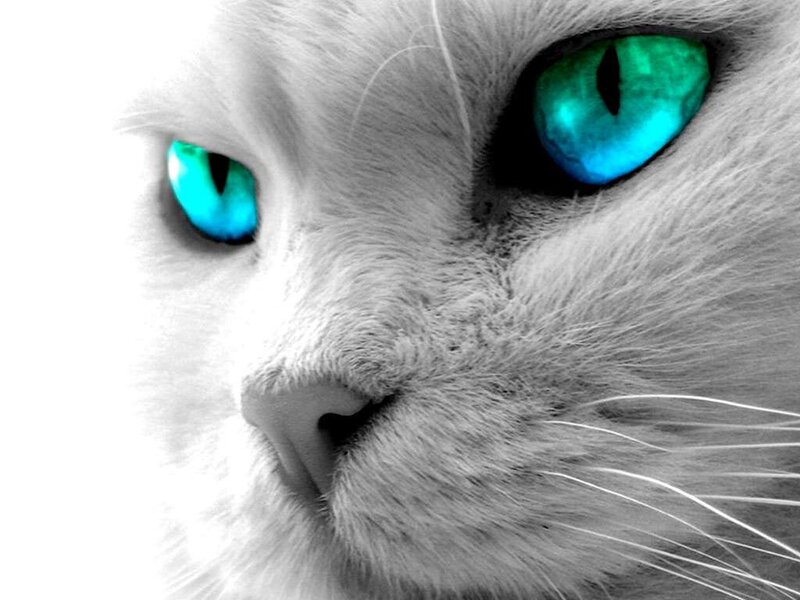 White Cat with Blue Eyes — Dramatic, Photograph