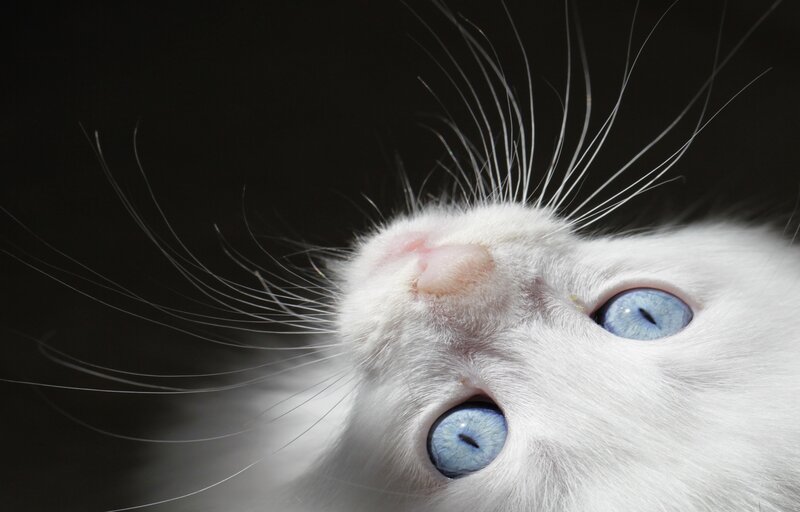 White Cat with Blue Eyes — Dramatic, Photograph, Whiskers