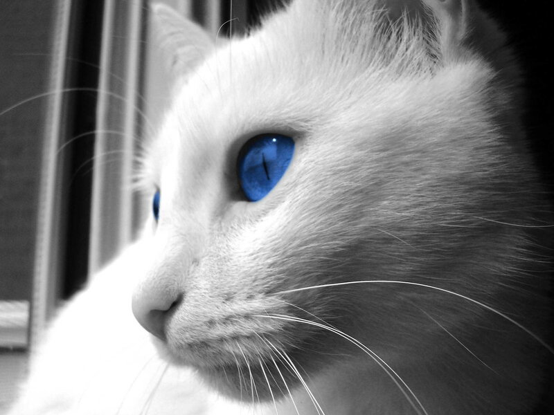 White Cat with Blue Eyes — Dramatic, Photograph, Whiskers, Window