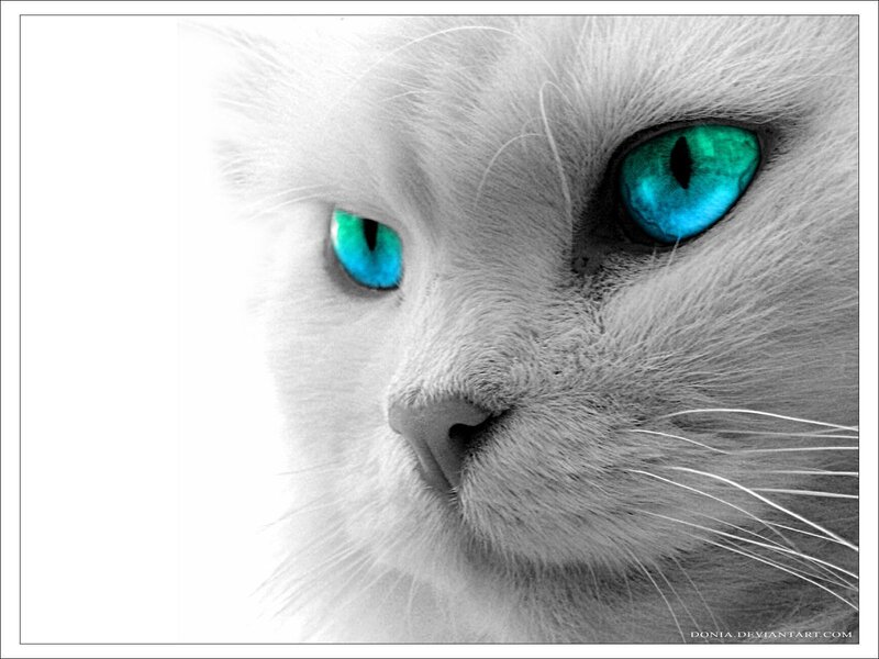 White Cat with Blue Eyes — Dramatic