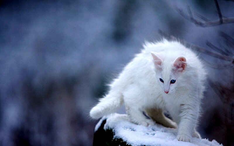 White Cat with Blue Eyes — Dramatic, Winter