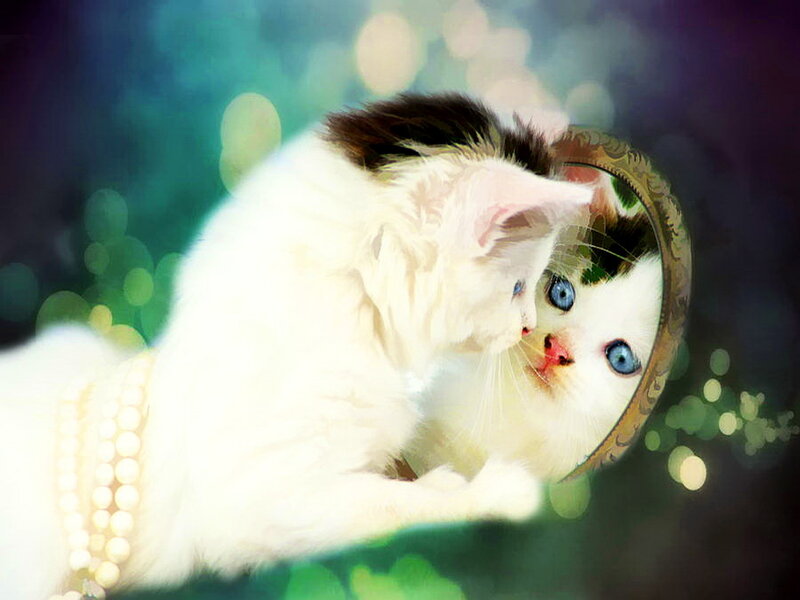 White Cat with Blue Eyes — Dreamy