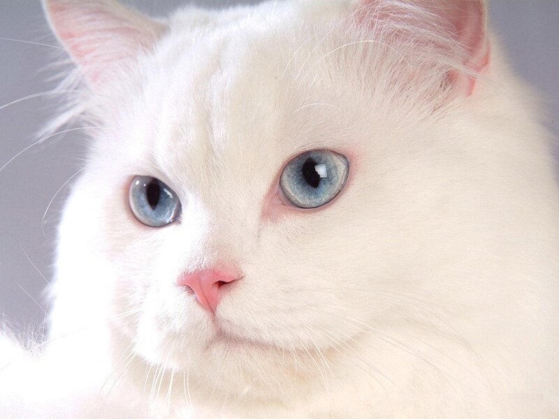 White Cat with Blue Eyes — Ears