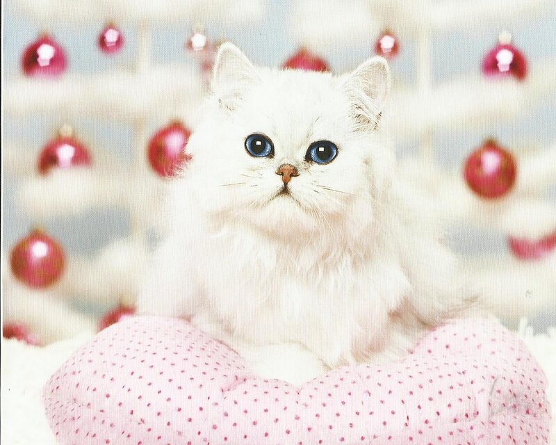 White Cat with Blue Eyes — Festive