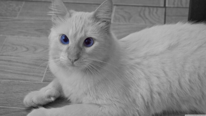 White Cat with Blue Eyes — Gray, Calm