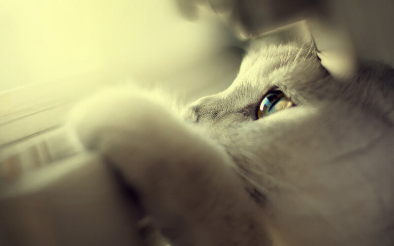 White Cat with Blue Eyes — Gray