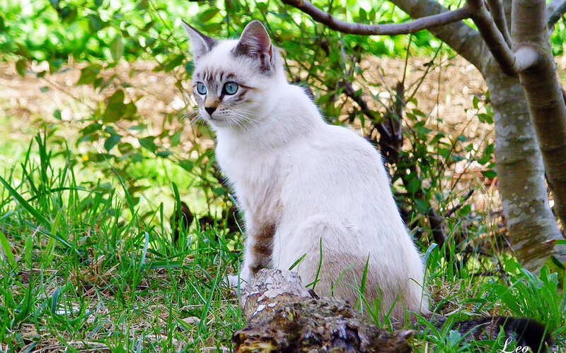 White Cat with Blue Eyes — Green, Calm