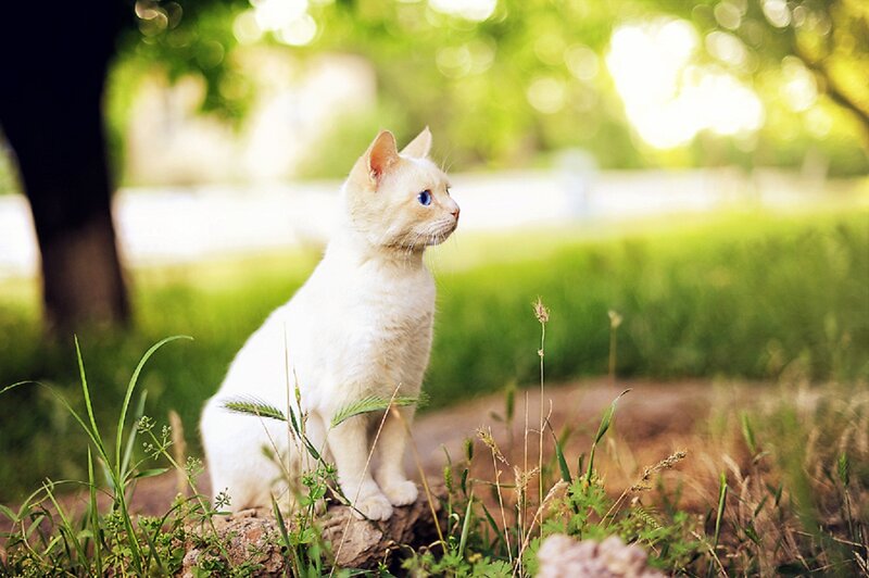 White Cat with Blue Eyes — Green