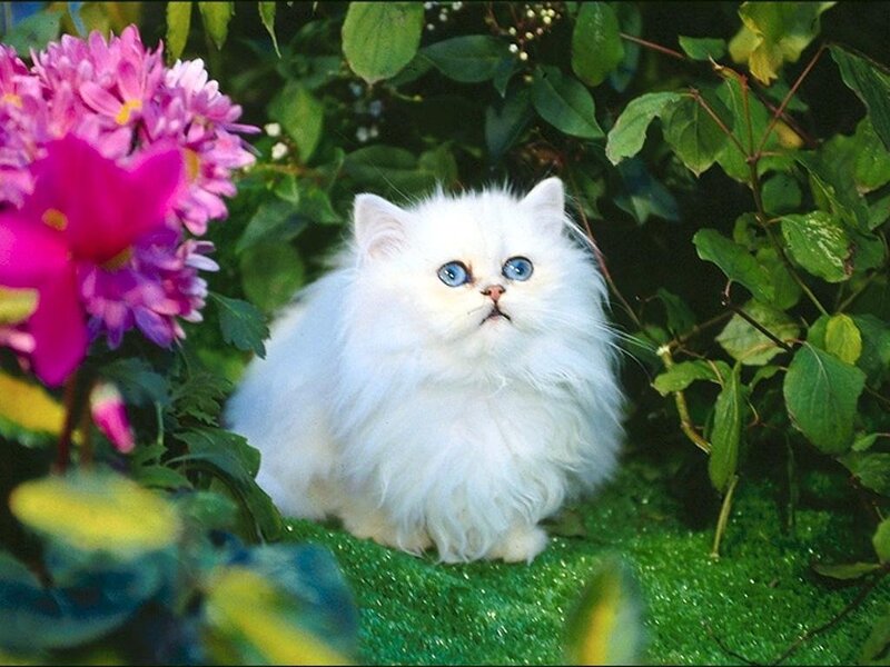 White cat with blue eyes in garden