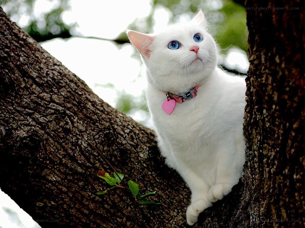 white cat with blue eyes in tree