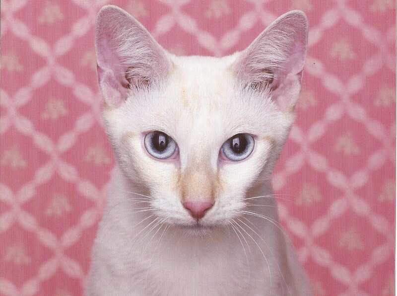 White Cat with Blue Eyes — Pink
