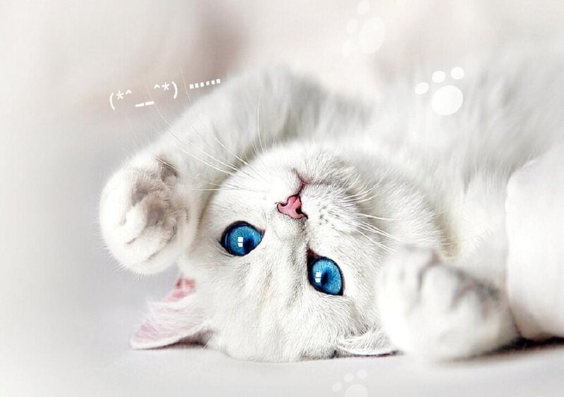White Cat with Blue Eyes — Playful, Photograph