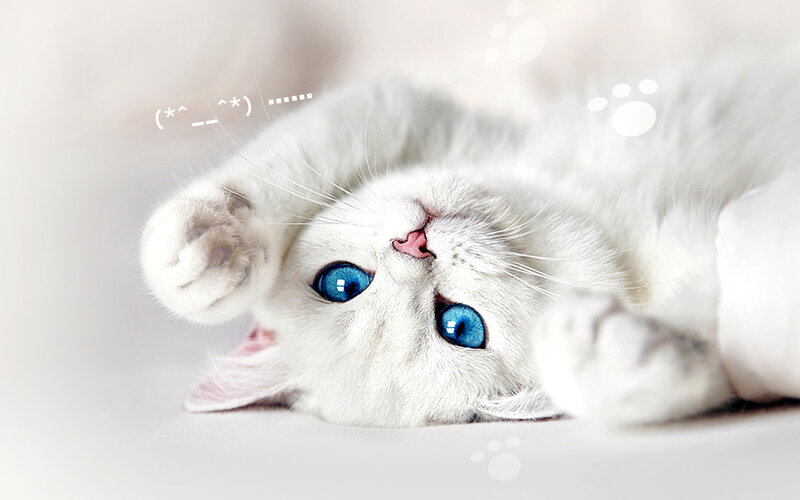 White Cat with Blue Eyes — Playful