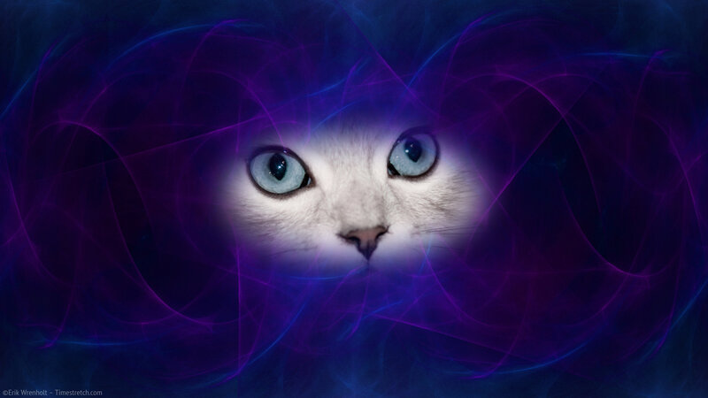 White Cat with Blue Eyes — Purple, Mystical