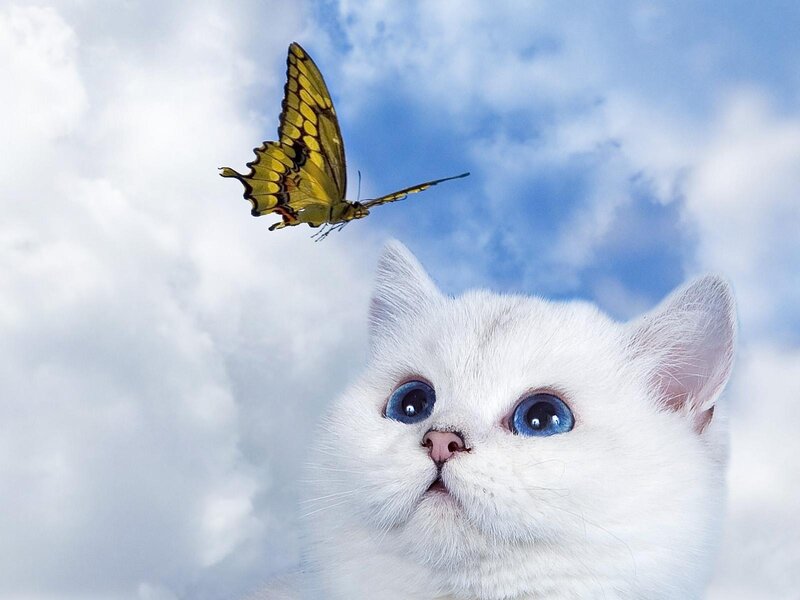 White Cat with Blue Eyes — Serene, Afternoon