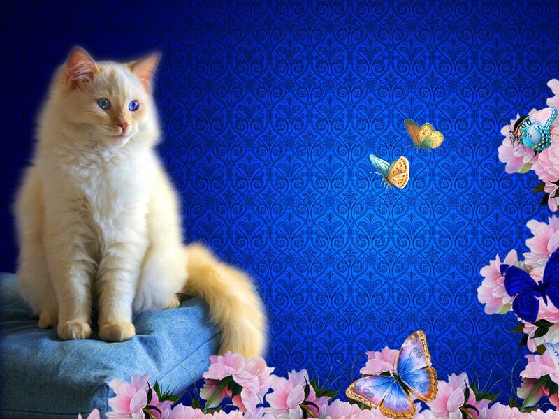White Cat with Blue Eyes — Serene, Digital Art