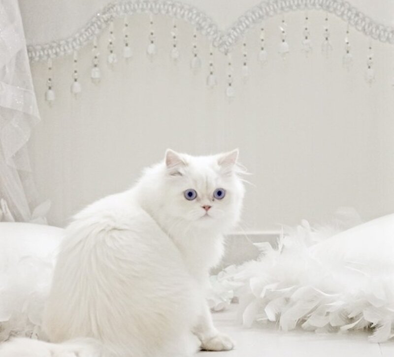 White Cat with Blue Eyes — Serene, Photograph