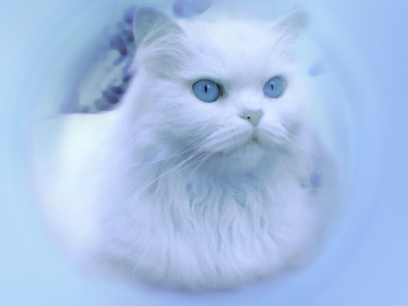 White Cat with Blue Eyes — Serene, Photograph, Whiskers