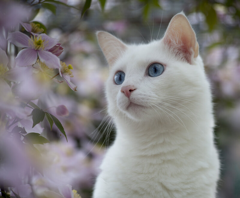 White Cat with Blue Eyes — Serene, Spring, Photograph