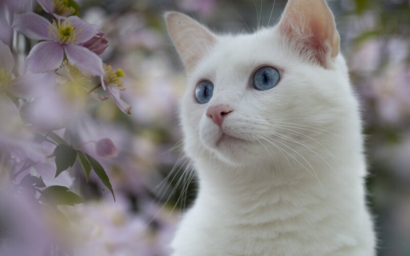 White Cat with Blue Eyes — Serene, Spring