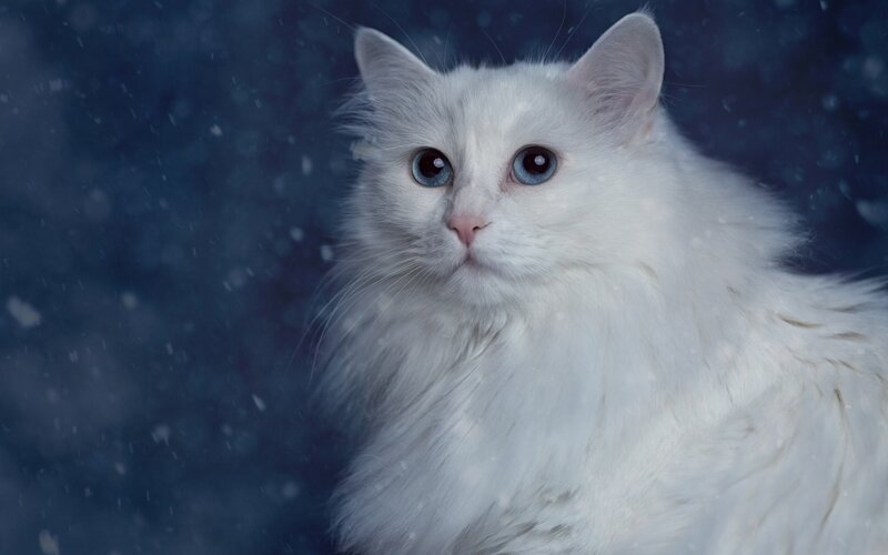 White Cat with Blue Eyes — Serene, Winter, Photograph