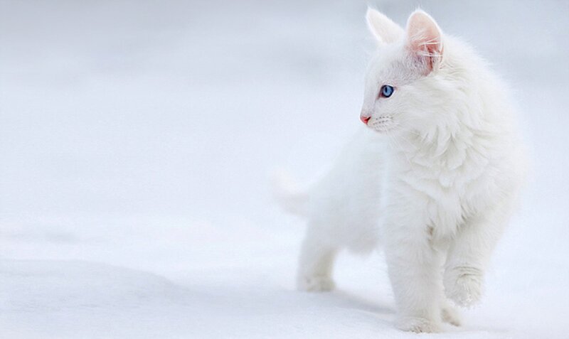 White Cat with Blue Eyes — Serene, Winter