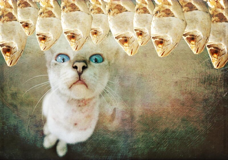 White Cat with Blue Eyes — Surreal