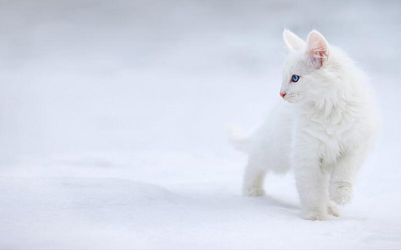 White Cat with Blue Eyes — Winter