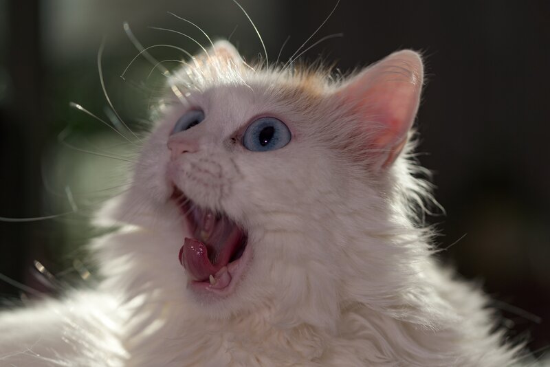 white cat with blue eyes yawning