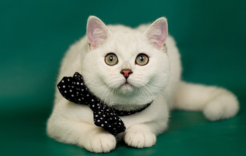 White Cat with Bow Tie