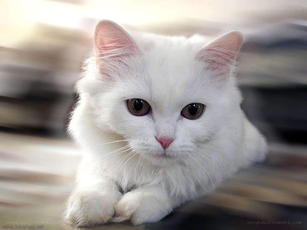 white cat with brown eyes