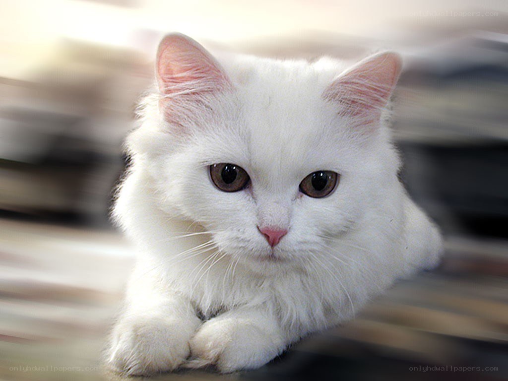 white cat with brown eyes
