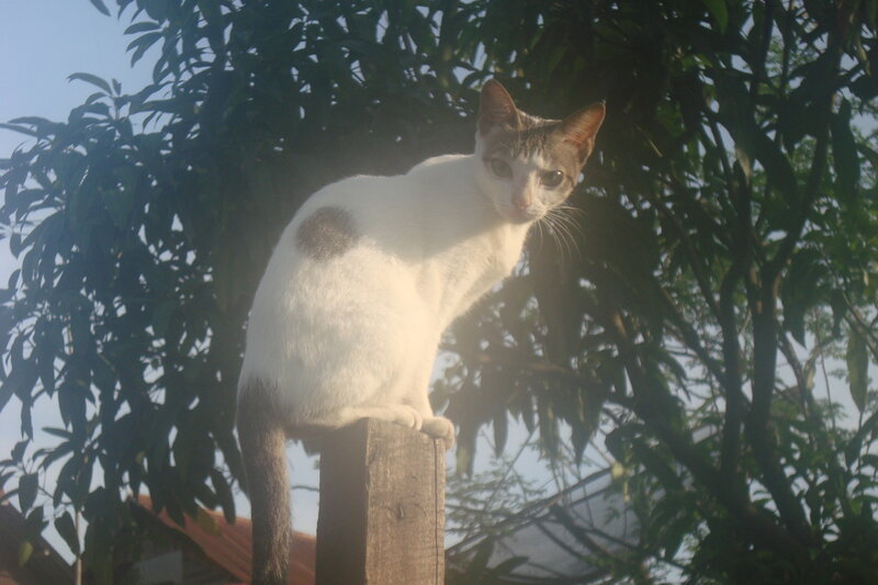 White Cat with Brown Patches — Calm, Morning