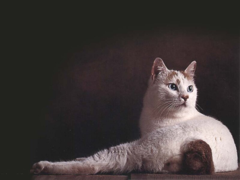 White Cat with Brown Patches — Calm, Photograph
