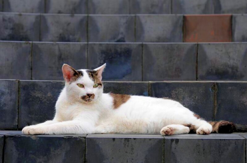 White Cat with Brown Patches — Calm