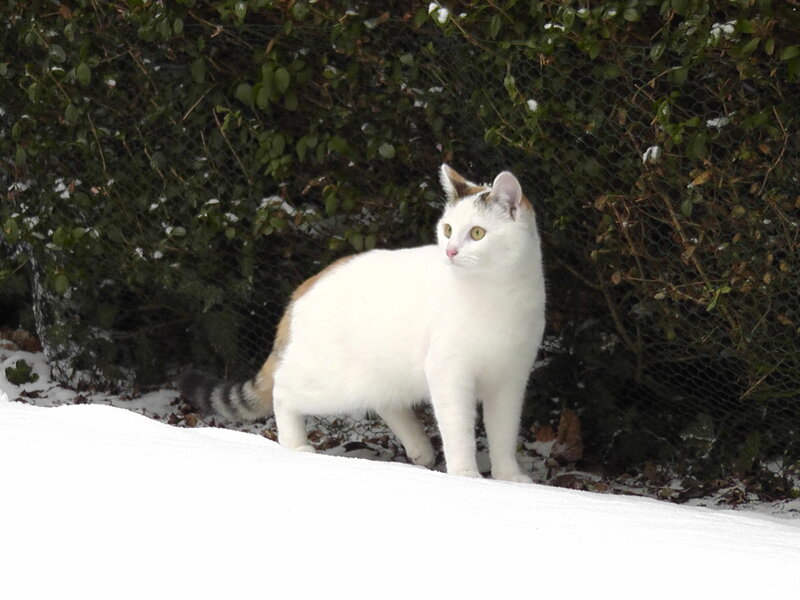 White Cat with Brown Patches — Calm, Winter