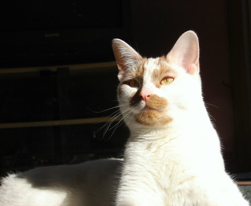 White Cat with Brown Patches — Serene