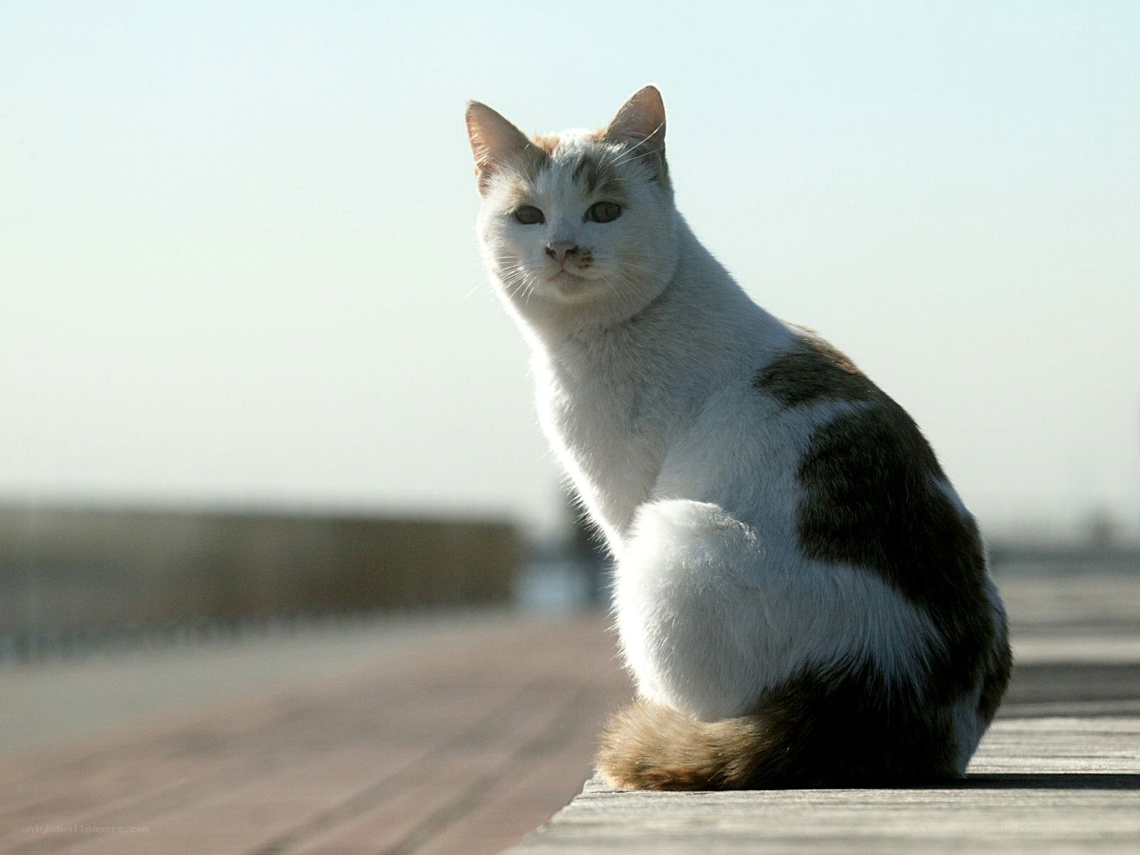 white cat with brown patches