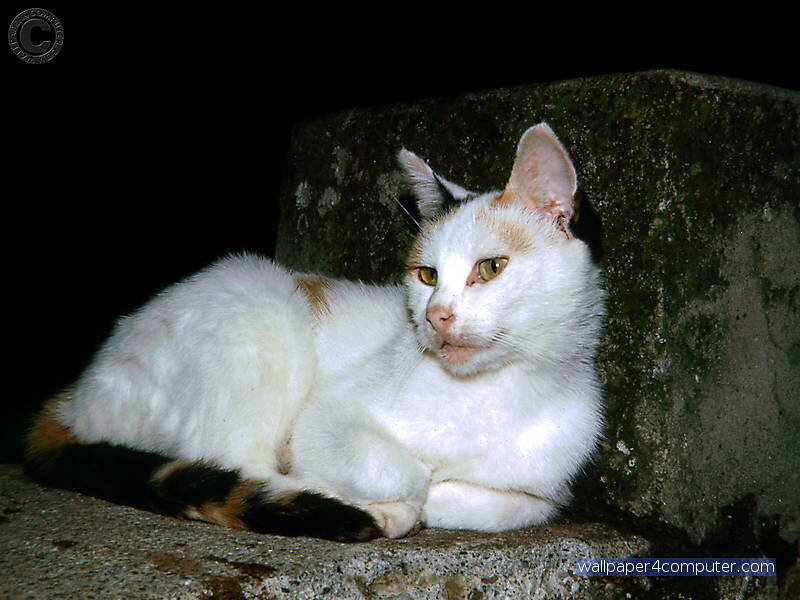 white cat with brown spots