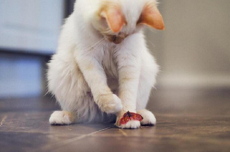 White Cat with Butterfly